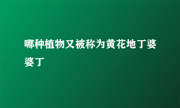 哪种植物又被称为黄花地丁婆婆丁