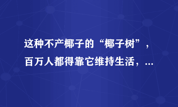 这种不产椰子的“椰子树”，百万人都得靠它维持生活，你肯定吃过