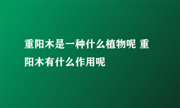 重阳木是一种什么植物呢 重阳木有什么作用呢