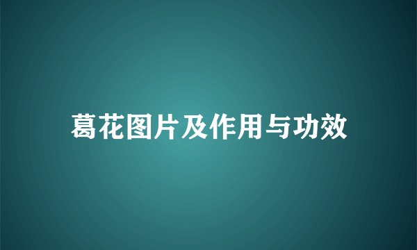 葛花图片及作用与功效