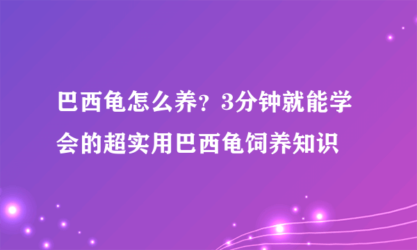 巴西龟怎么养？3分钟就能学会的超实用巴西龟饲养知识