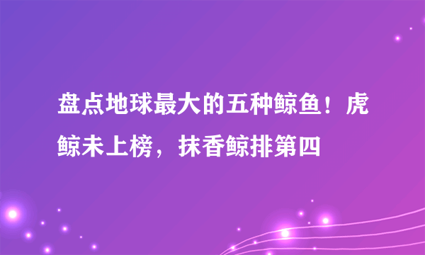 盘点地球最大的五种鲸鱼！虎鲸未上榜，抹香鲸排第四