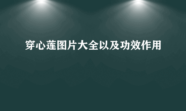 穿心莲图片大全以及功效作用