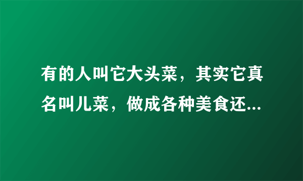 有的人叫它大头菜，其实它真名叫儿菜，做成各种美食还能自己种