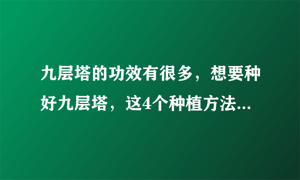 九层塔的功效有很多，想要种好九层塔，这4个种植方法缺一不可！