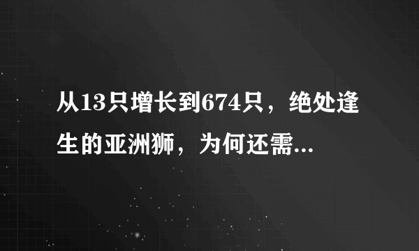 从13只增长到674只，绝处逢生的亚洲狮，为何还需要一个新家？