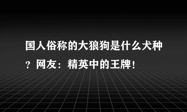 国人俗称的大狼狗是什么犬种？网友：精英中的王牌！