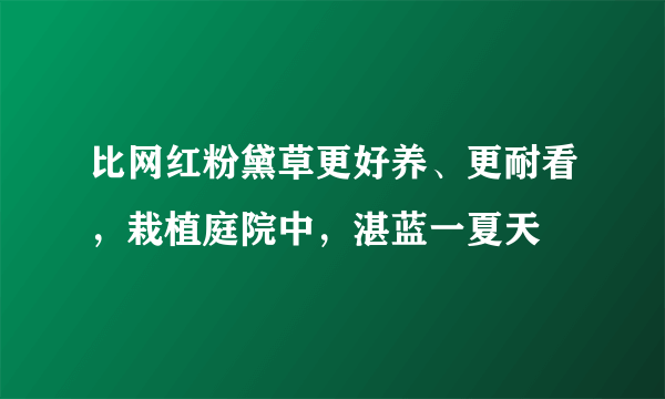 比网红粉黛草更好养、更耐看，栽植庭院中，湛蓝一夏天