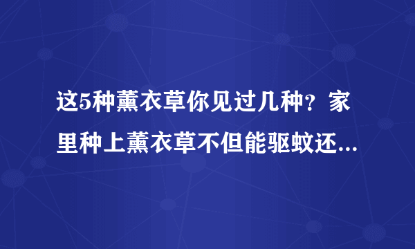 这5种薰衣草你见过几种？家里种上薰衣草不但能驱蚊还能助睡眠