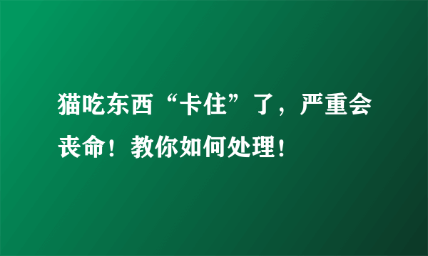 猫吃东西“卡住”了，严重会丧命！教你如何处理！