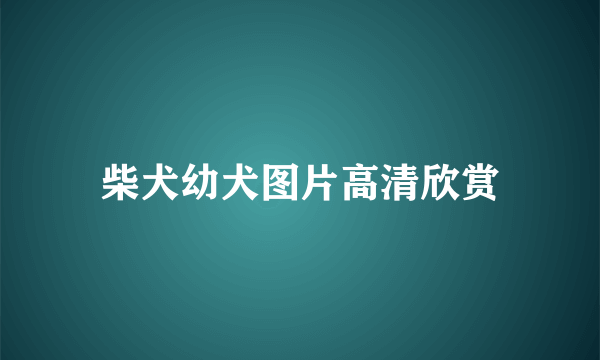 柴犬幼犬图片高清欣赏