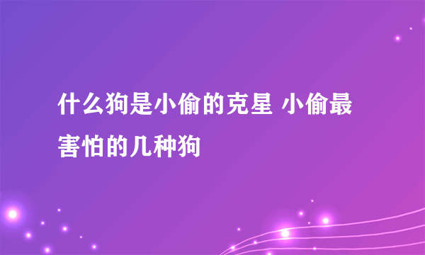 什么狗是小偷的克星 小偷最害怕的几种狗