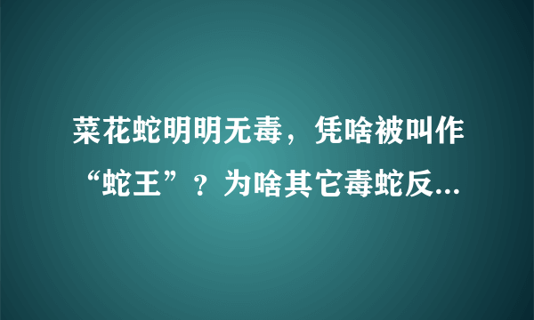 菜花蛇明明无毒，凭啥被叫作“蛇王”？为啥其它毒蛇反而害怕它？