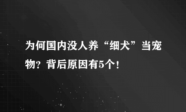 为何国内没人养“细犬”当宠物？背后原因有5个！