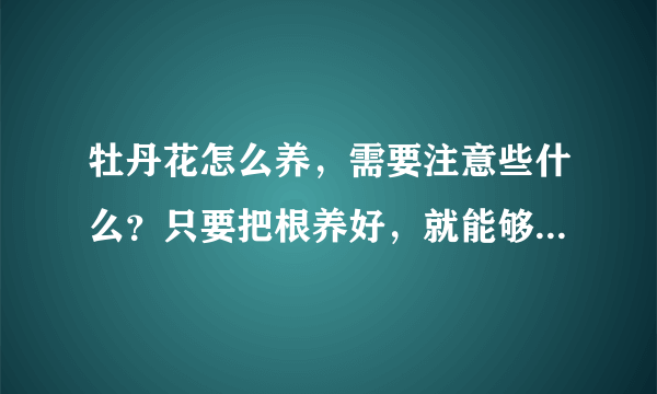 牡丹花怎么养，需要注意些什么？只要把根养好，就能够不断开花！