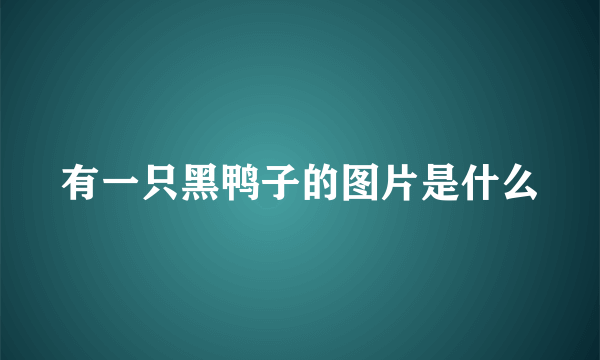 有一只黑鸭子的图片是什么