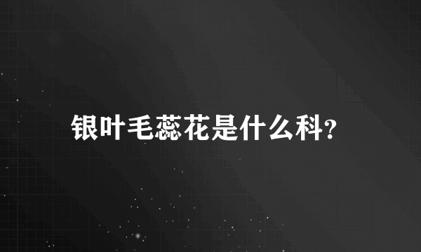 银叶毛蕊花是什么科？