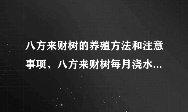 八方来财树的养殖方法和注意事项，八方来财树每月浇水一次，但叶尖焦了，不