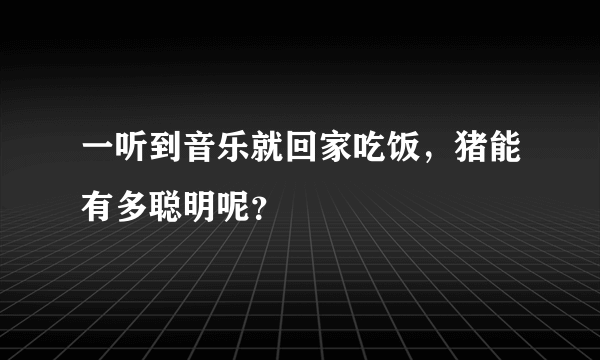 一听到音乐就回家吃饭，猪能有多聪明呢？