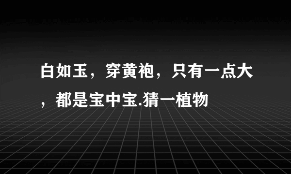 白如玉，穿黄袍，只有一点大，都是宝中宝.猜一植物