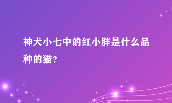 神犬小七中的红小胖是什么品种的猫？