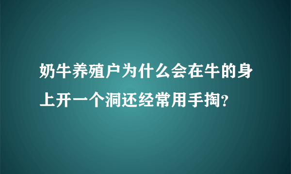 奶牛养殖户为什么会在牛的身上开一个洞还经常用手掏？