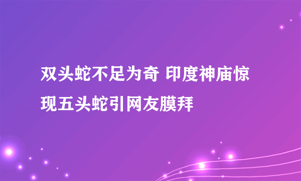 双头蛇不足为奇 印度神庙惊现五头蛇引网友膜拜