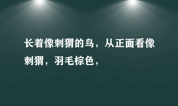 长着像刺猬的鸟，从正面看像刺猬，羽毛棕色，