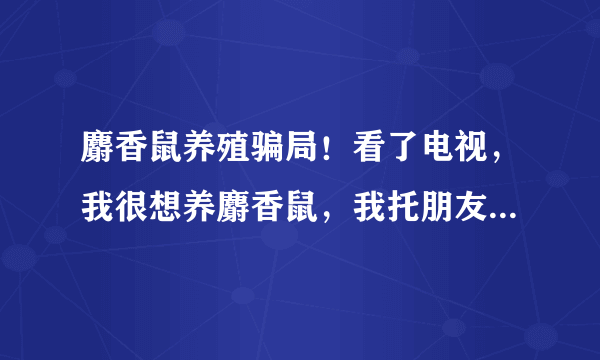 麝香鼠养殖骗局！看了电视，我很想养麝香鼠，我托朋友介绍到了成都的一家养殖场，规模不大100对左右